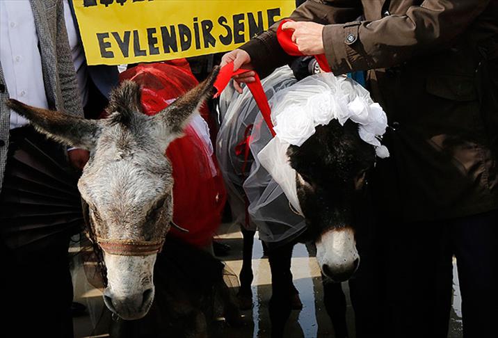 Eşek Evliliği Uygulayan Belediyeler ve Kültür Sanat [2026]